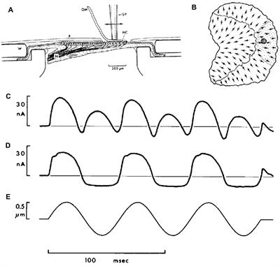 Electrophysiological Measurements of Peripheral Vestibular Function—A Review of Electrovestibulography